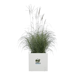 Elho Vivo Next Vierkant Wielen 40cm - Wit -Warentuin vivo next vierkant wielen 40cm wit 5 1