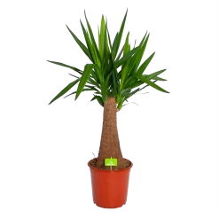 Yucca Inca Tree - Palmlelie - P24 H85 - Kamerplant