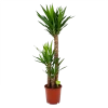Yucca - Palmlelie - P24 H120 - Kamerplant