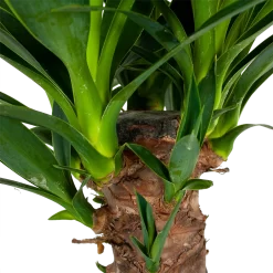 Yucca - Palmlelie - P24 H120 - Kamerplant -Warentuin yucca palmlelie p24 h120 6