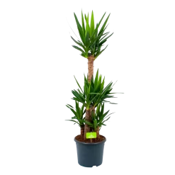 Yucca - Palmlelie - P29 H150 - Kamerplant