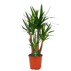 Yucca - Vertakt - Palmlelie - P30 H130 - Kamerplant