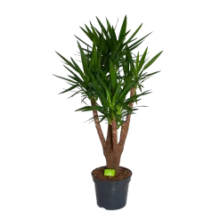 Yucca - Vertakt - Palmlelie - P35 H150 - Kamerplant