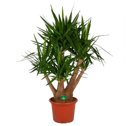 Yucca - Vertakt - Palmlelie - P45 H170 - Kamerplant