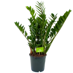 Zamioculcas Zamiifolia - Emerald Palm - P21 H80 - Kamerplant