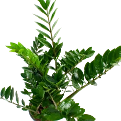 Warentuin -Warentuin zamioculcas zamiifolia emerald palm p21 h80 5